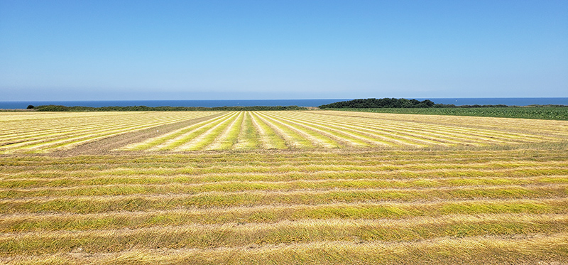 Le lin près de Saint-Valéry-en-Caux